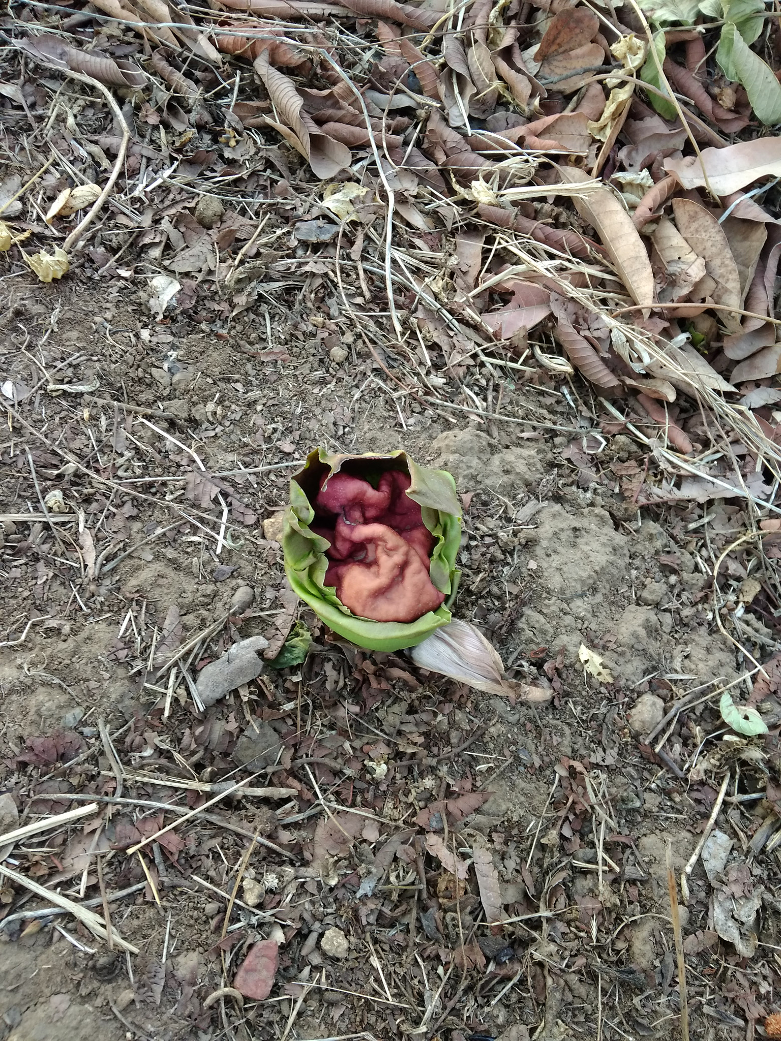 Xiaomi Redmi 4A sample photo