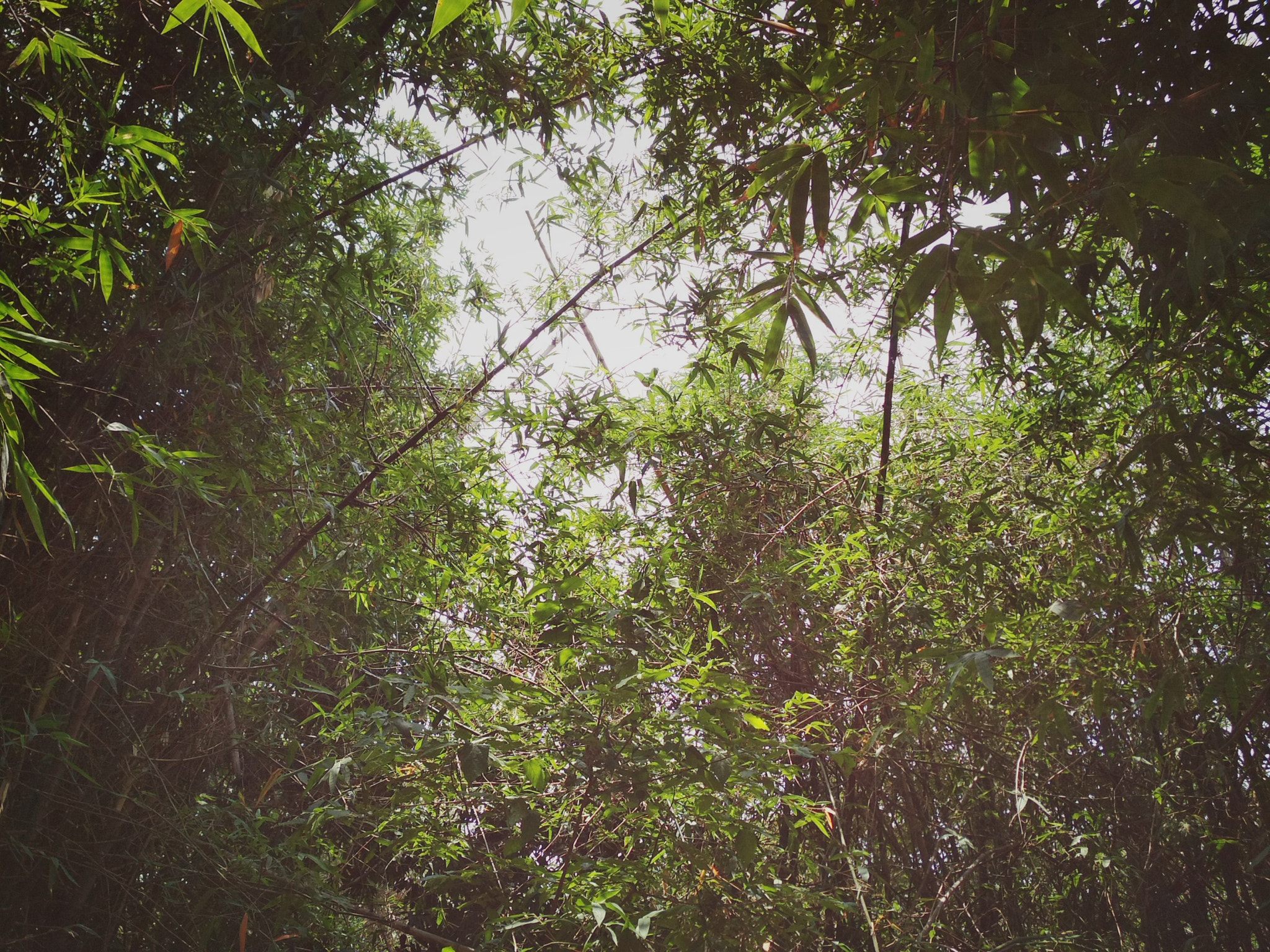 Xiaomi Redmi 4 Pro sample photo. Bamboo tree photography