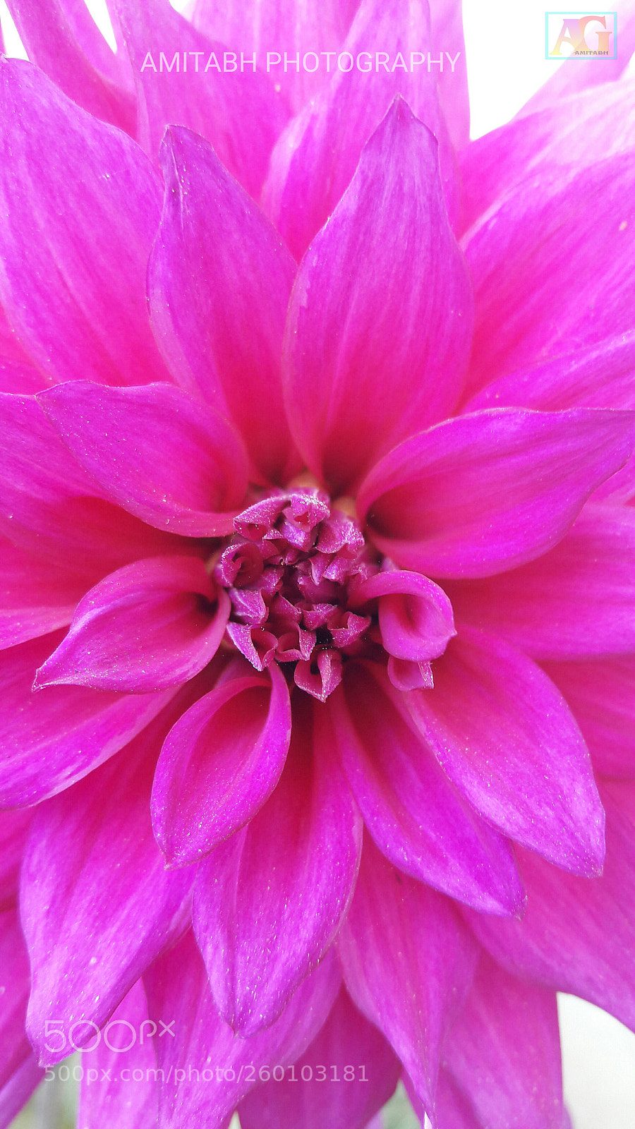 Samsung Galaxy J7 sample photo. Flower photography