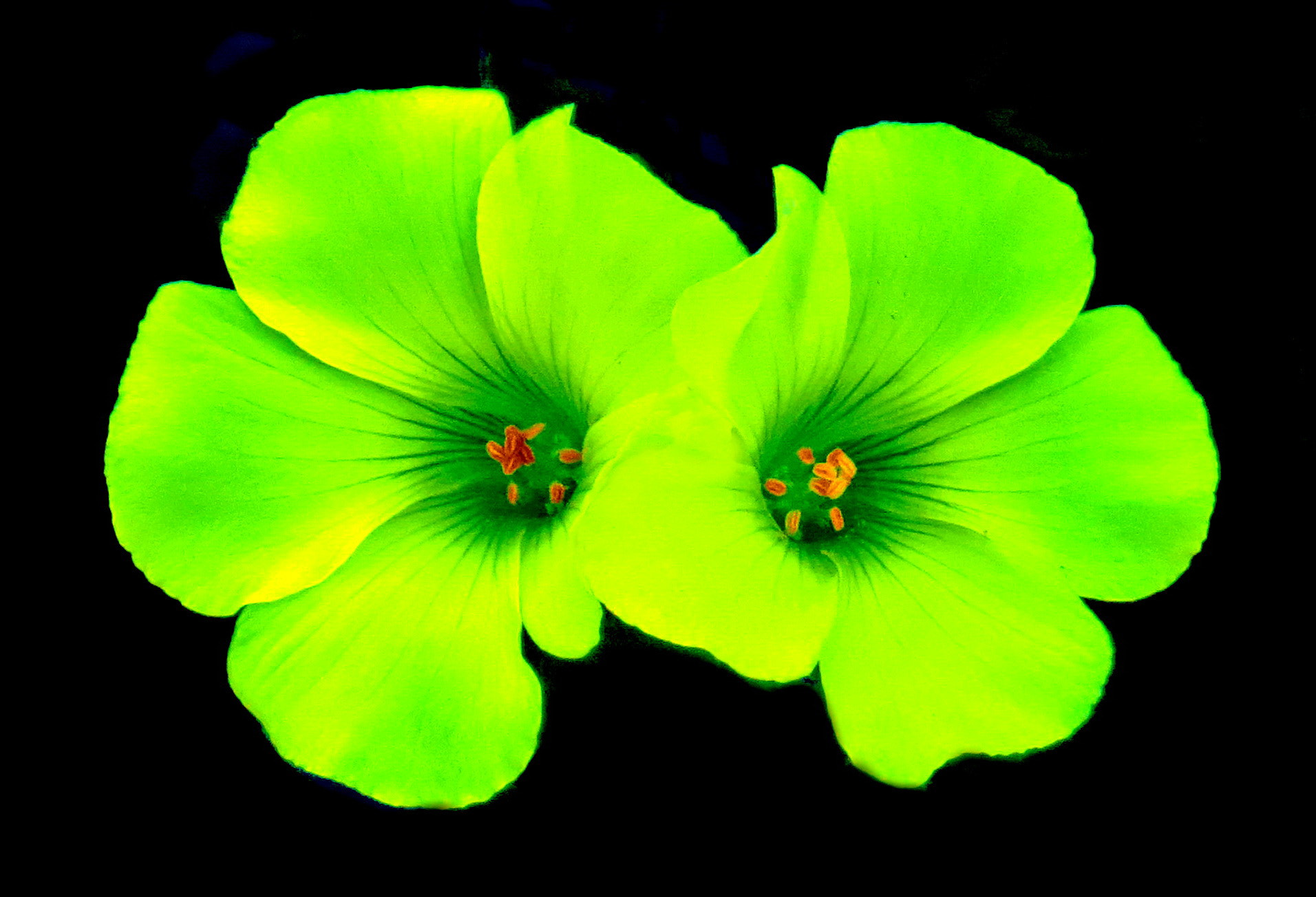 4.3 - 215.0 mm sample photo. Two yellow daisies portrait photography