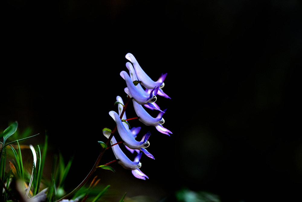 Nikon AF-S Micro-Nikkor 105mm F2.8G IF-ED VR sample photo. 현호색 photography