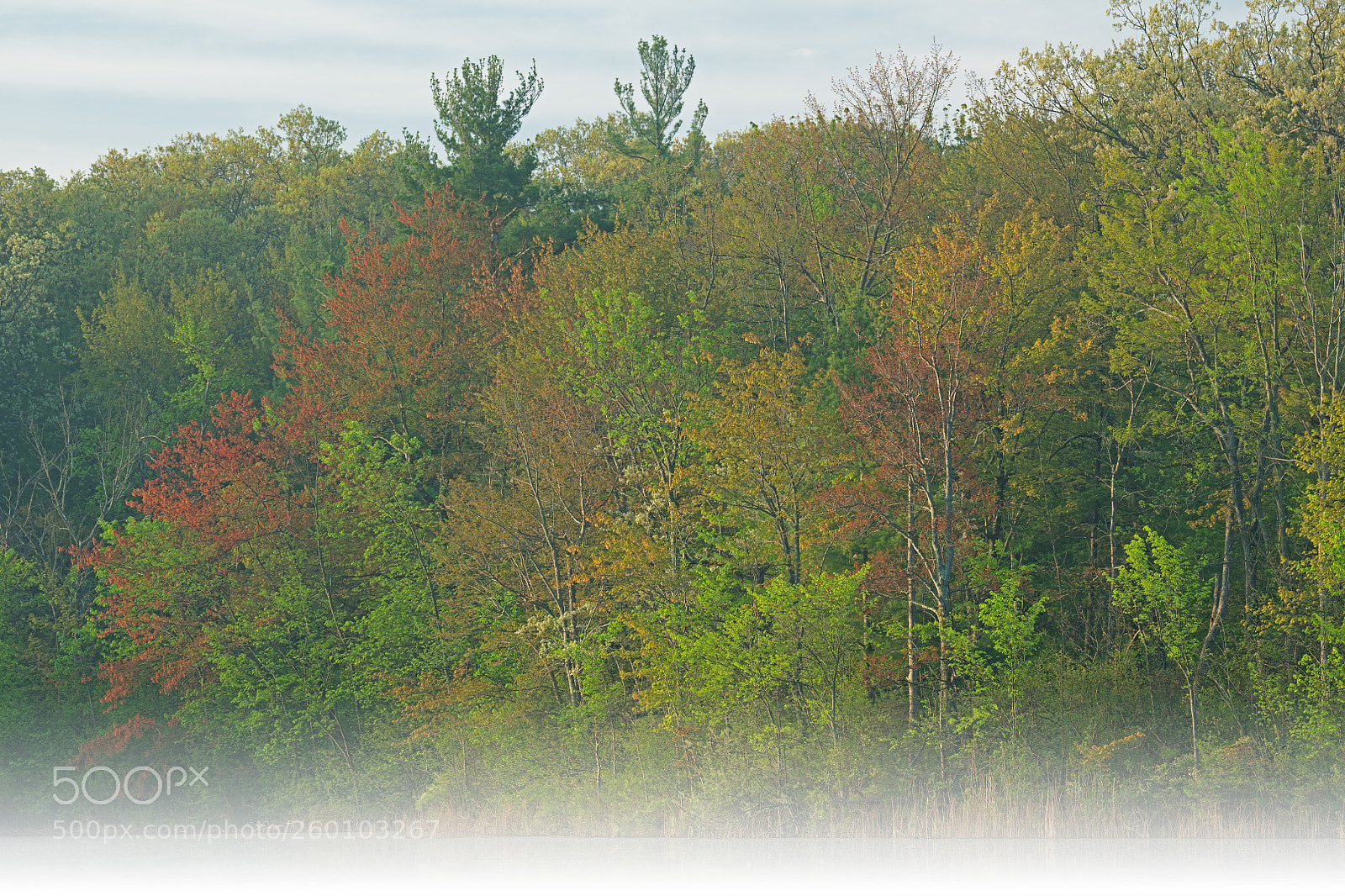 Nikon D850 sample photo. Spring shoreline long lake photography