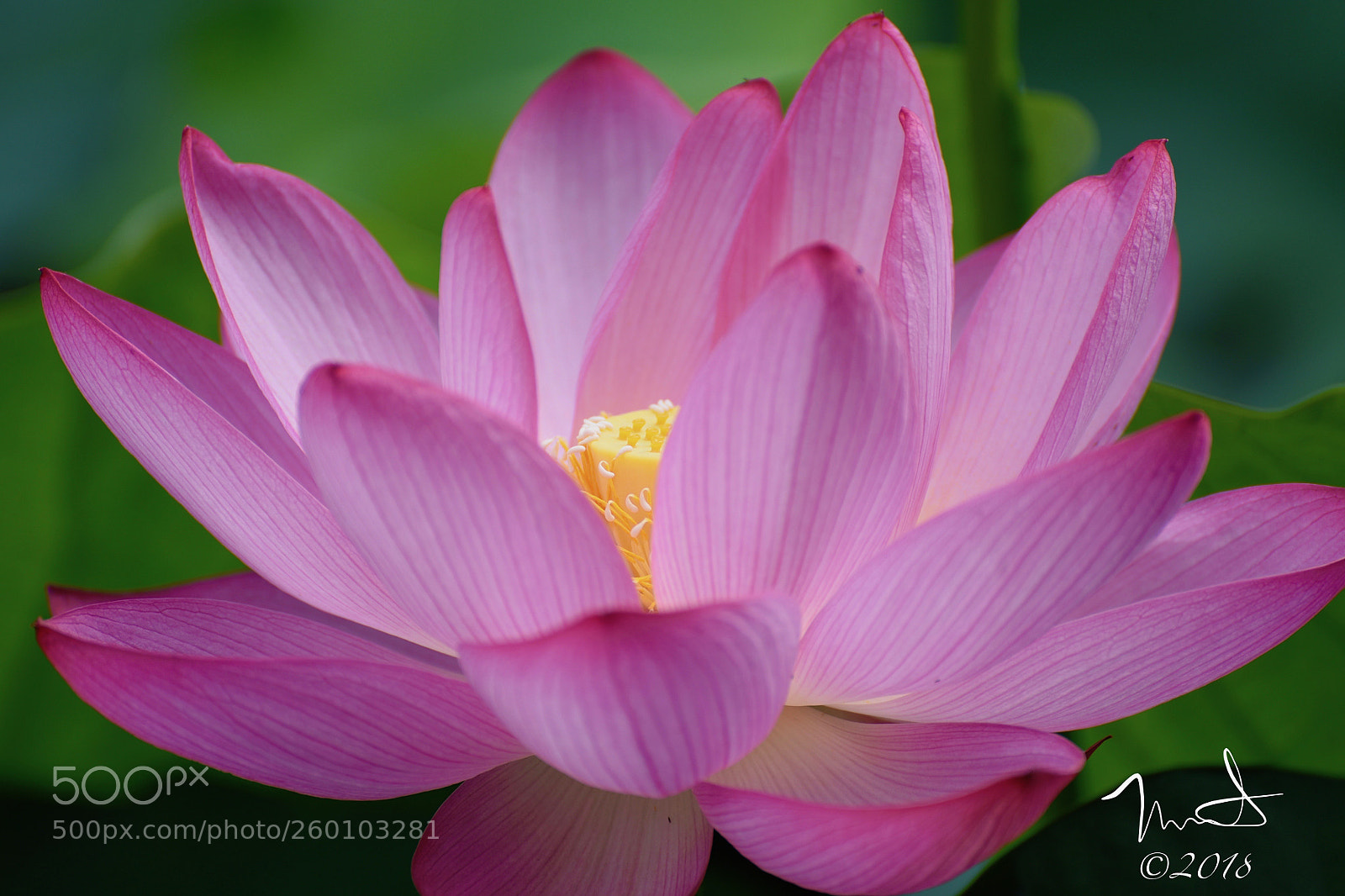 Nikon D750 sample photo. Pink lotus photography