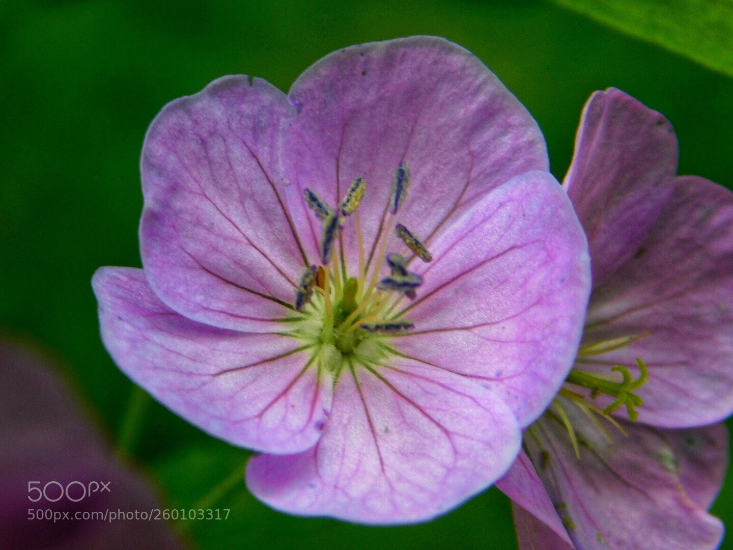 Nikon Coolpix B500 sample photo. Purple wildflower photography