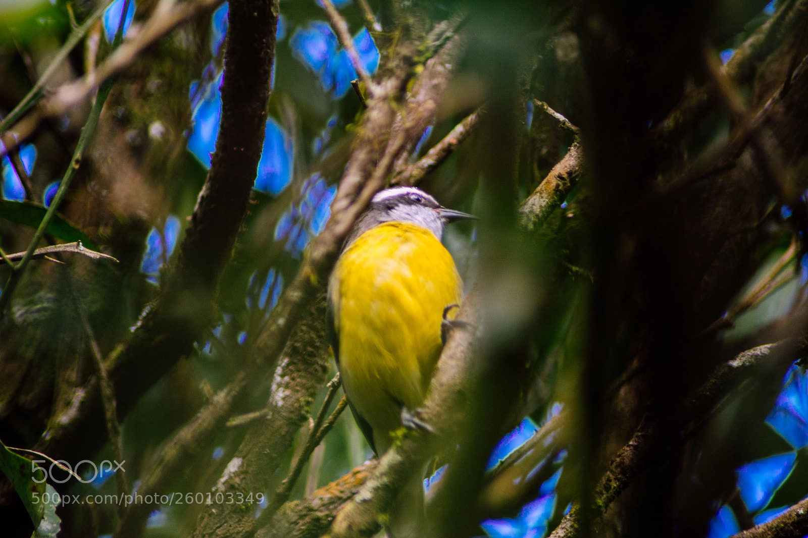 Nikon D7100 sample photo. Yellow bird photography
