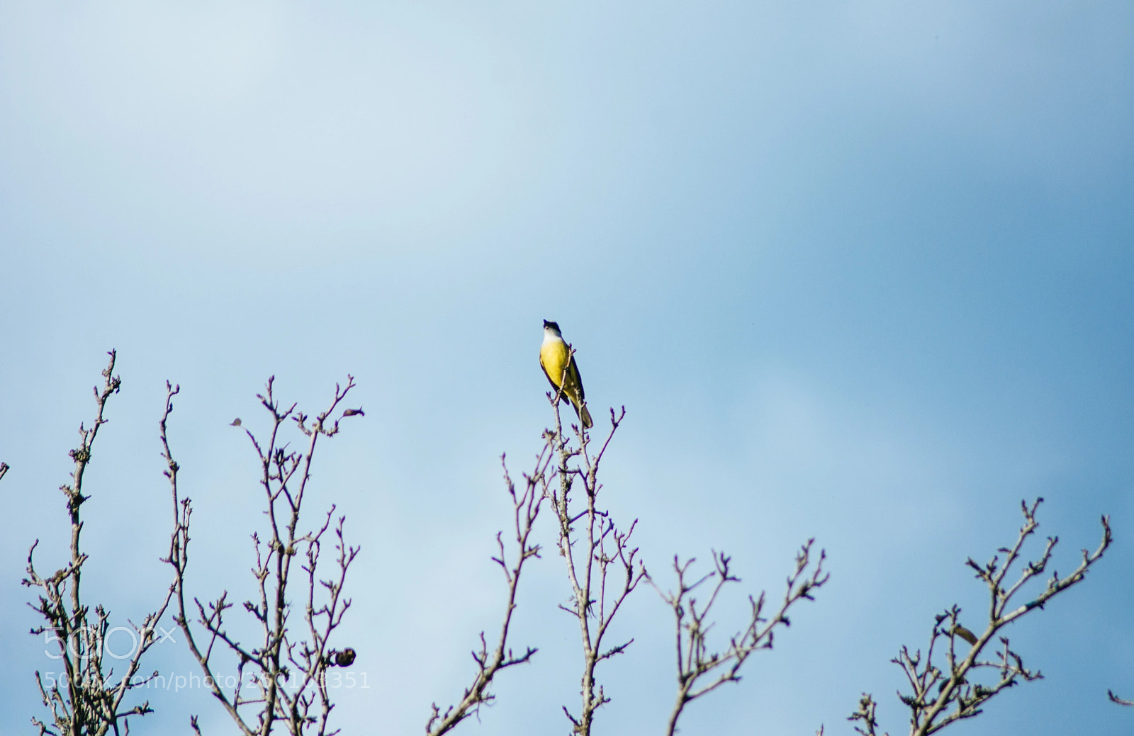 Nikon D7100 sample photo. King bird photography