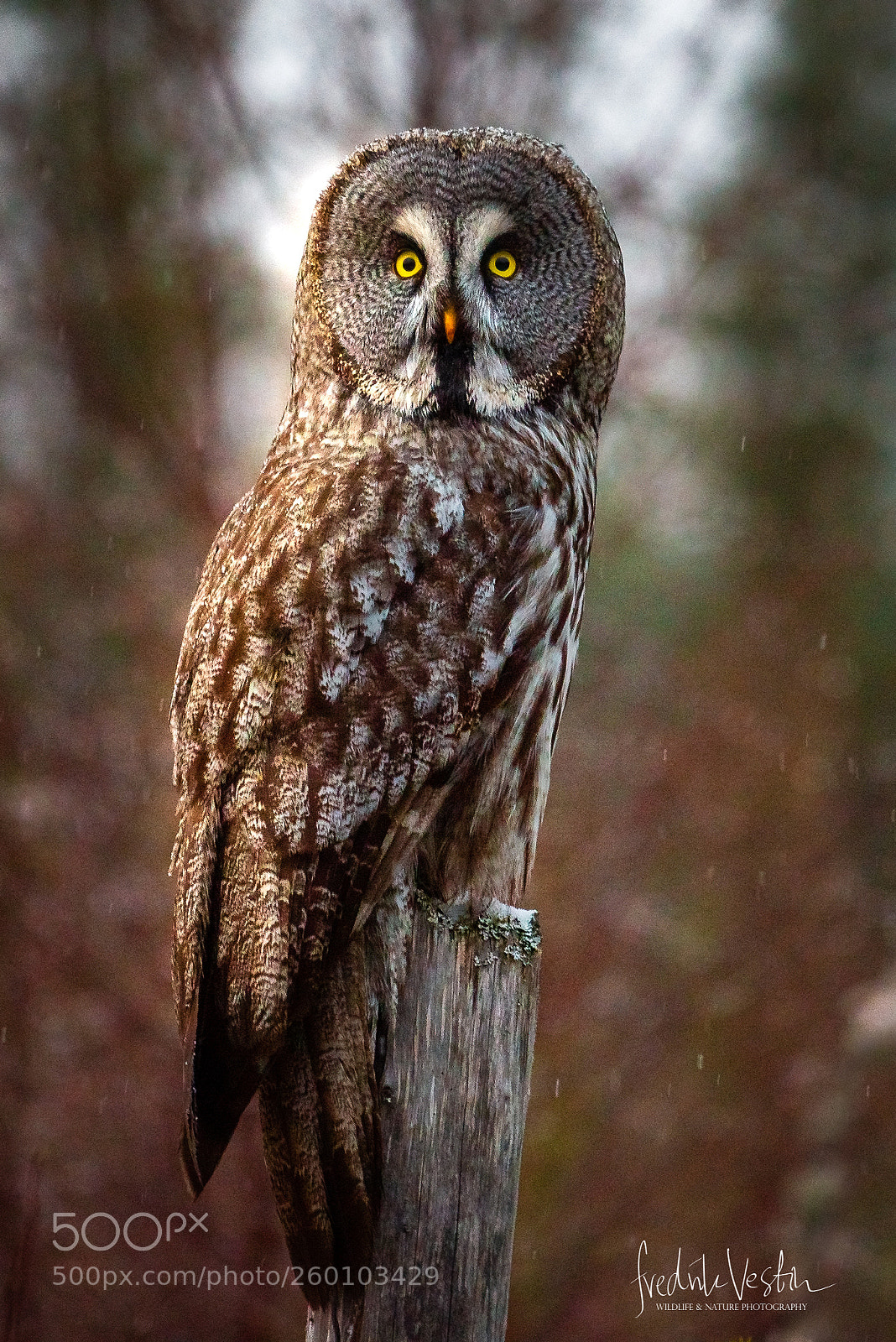 Nikon D610 sample photo. Strix nebulosa photography