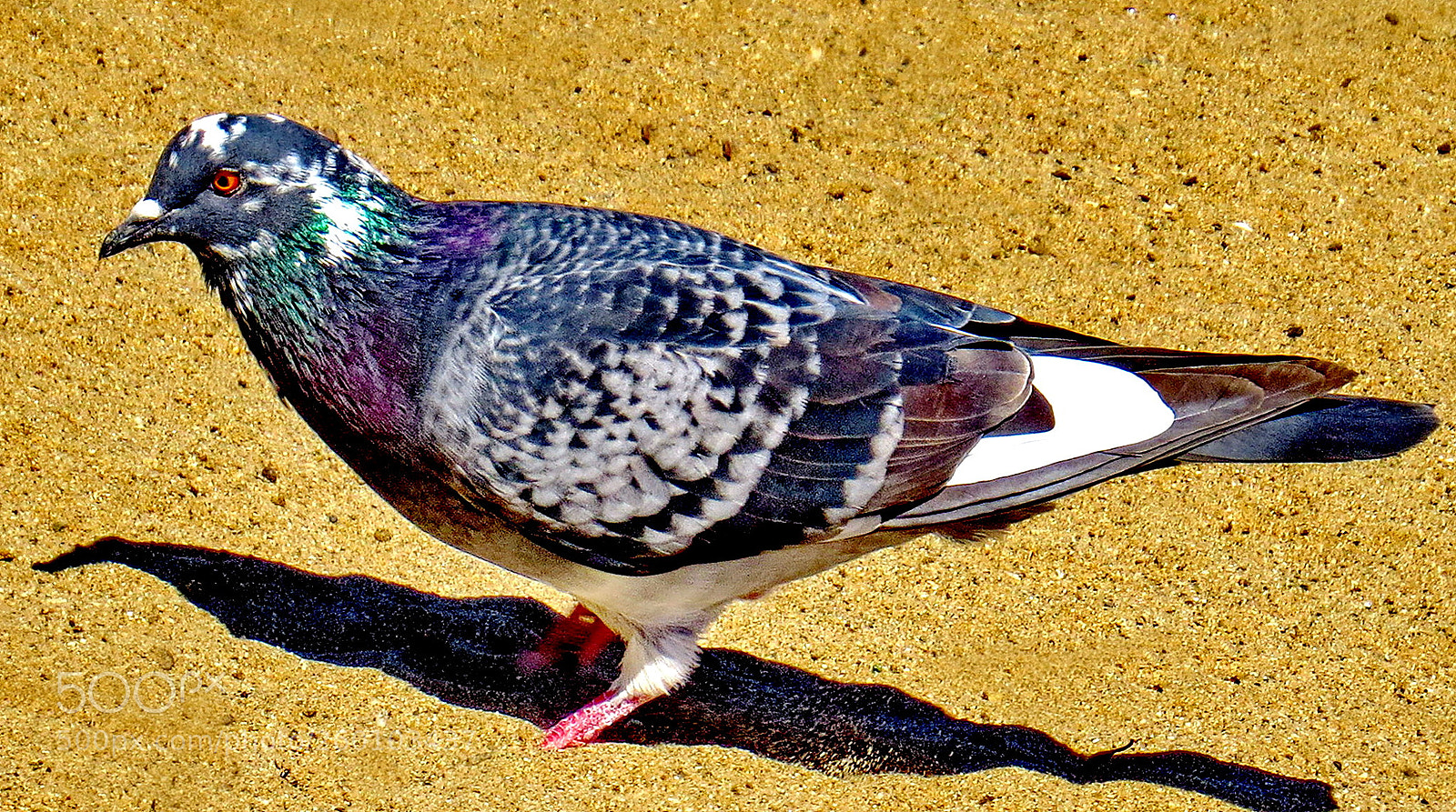 Canon PowerShot SX50 HS sample photo. Green and grey pigeon photography