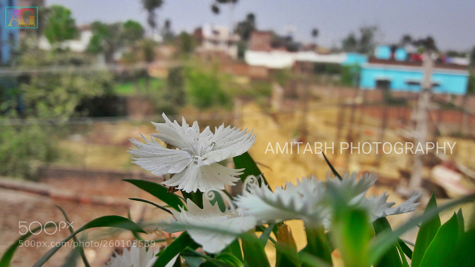 Samsung Galaxy J7 sample photo. Flower photography