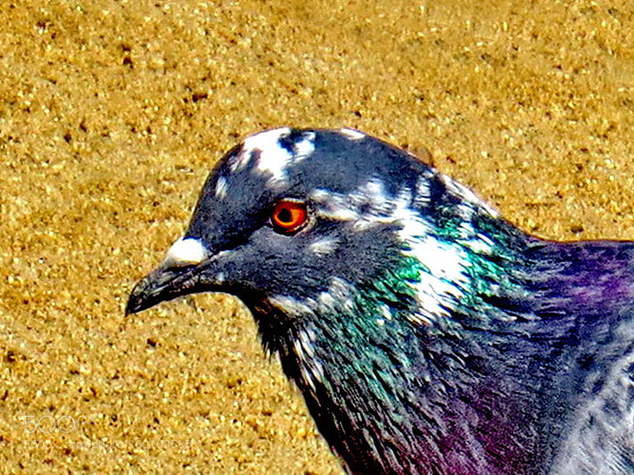 Canon PowerShot SX50 HS sample photo. Green and grey pigeon photography