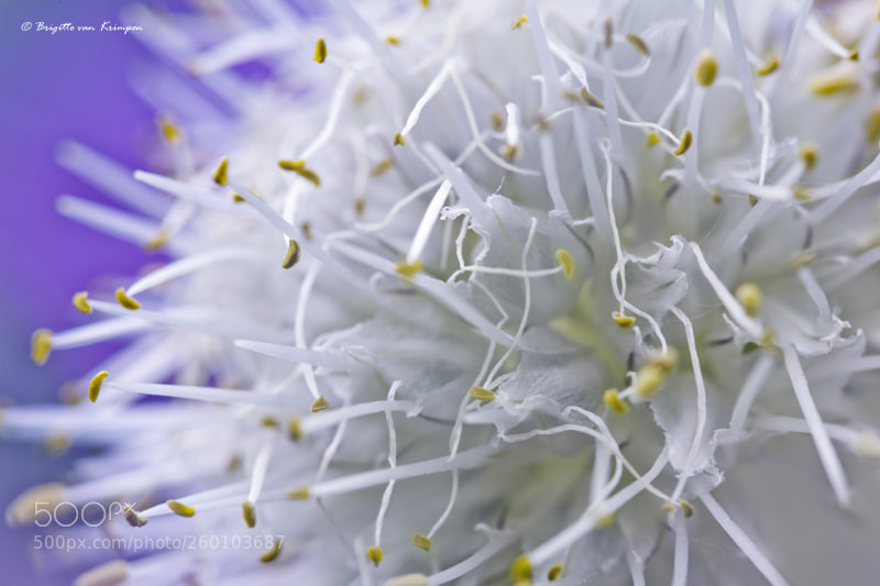 Canon EOS 60D sample photo. Tangled photography