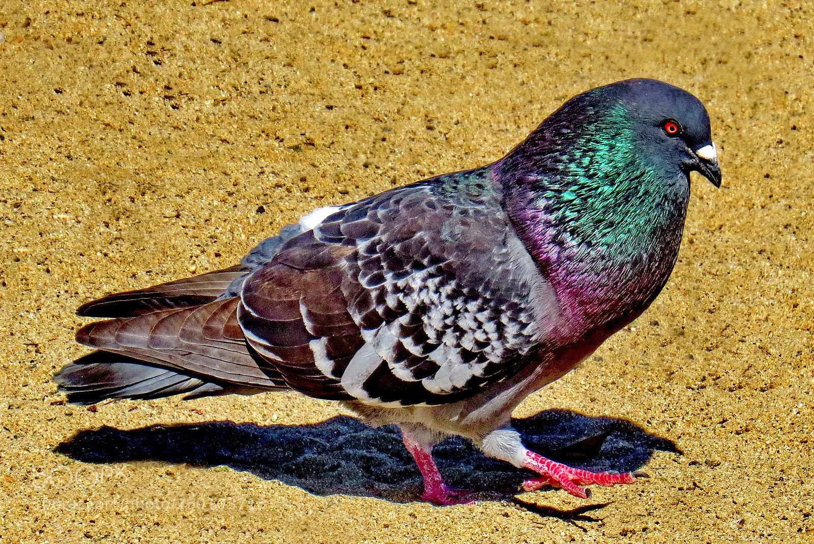 Canon PowerShot SX50 HS sample photo. Blue and green pigeon photography
