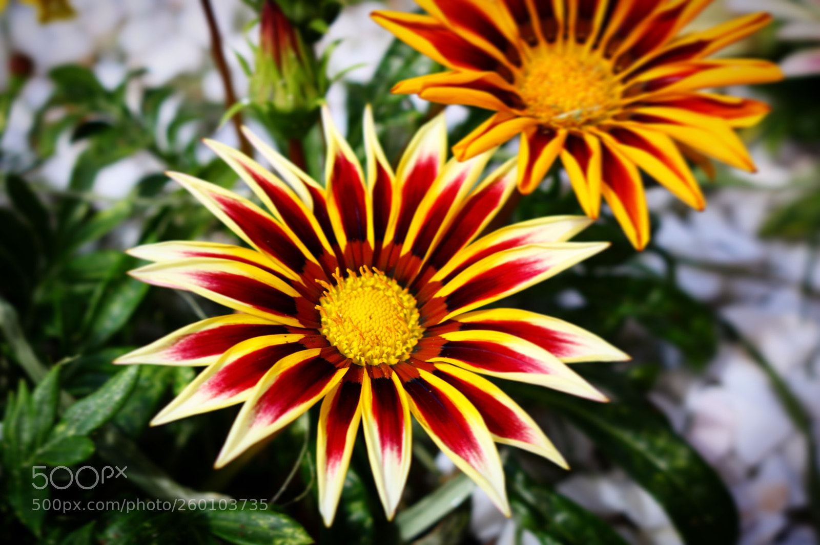 Canon EOS 750D (EOS Rebel T6i / EOS Kiss X8i) sample photo. Every day we see photography