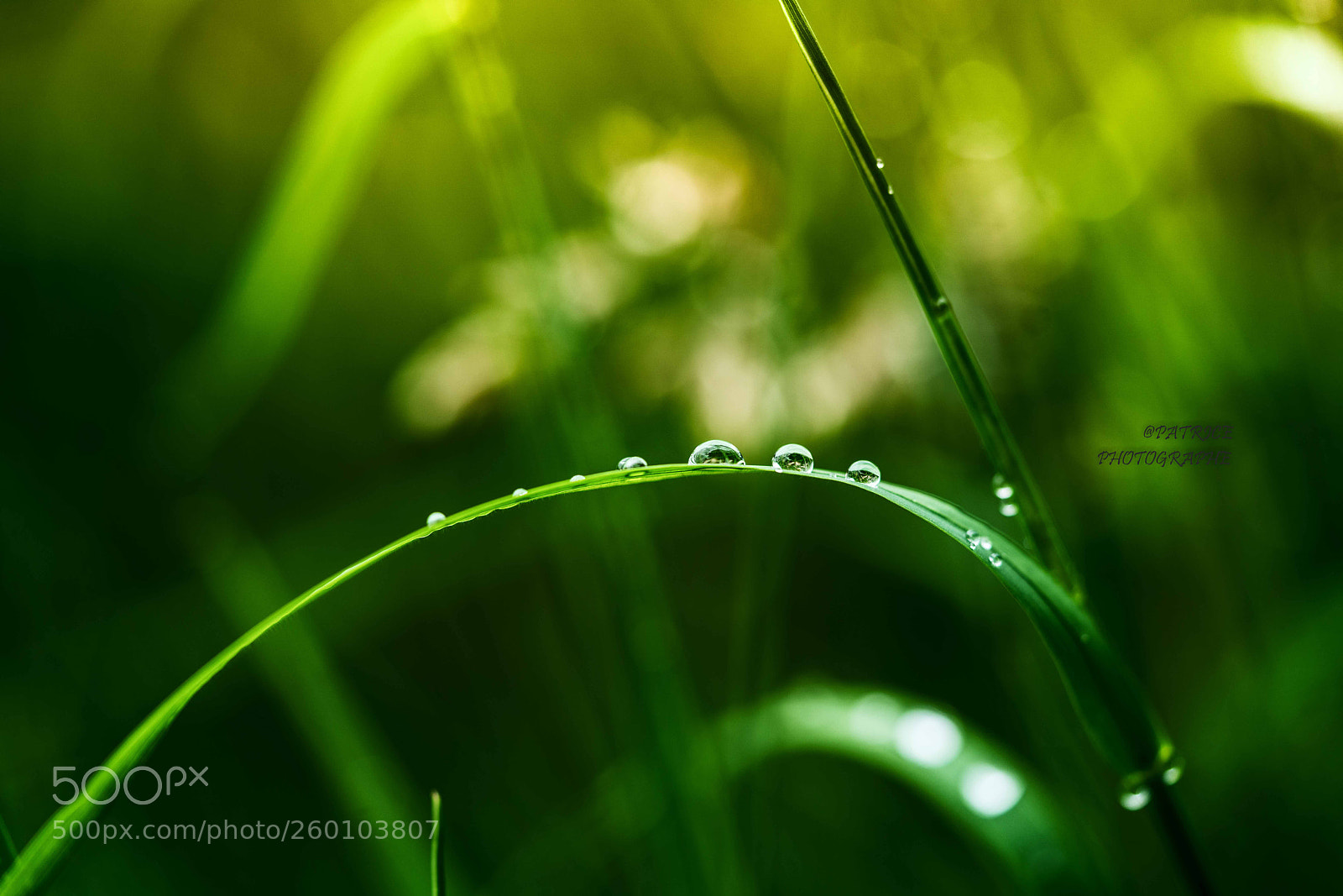 Sony a7R II sample photo. A refreshing green photography