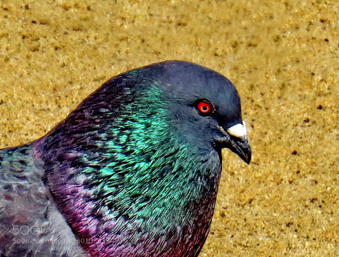 Canon PowerShot SX50 HS sample photo. Blue and green pigeon photography