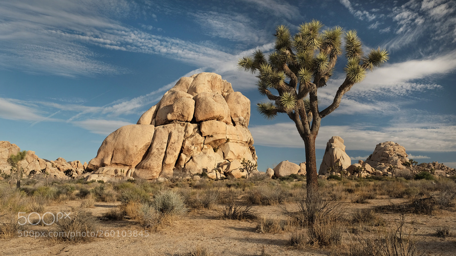 Fujifilm X-T2 sample photo. Joshua tree photography