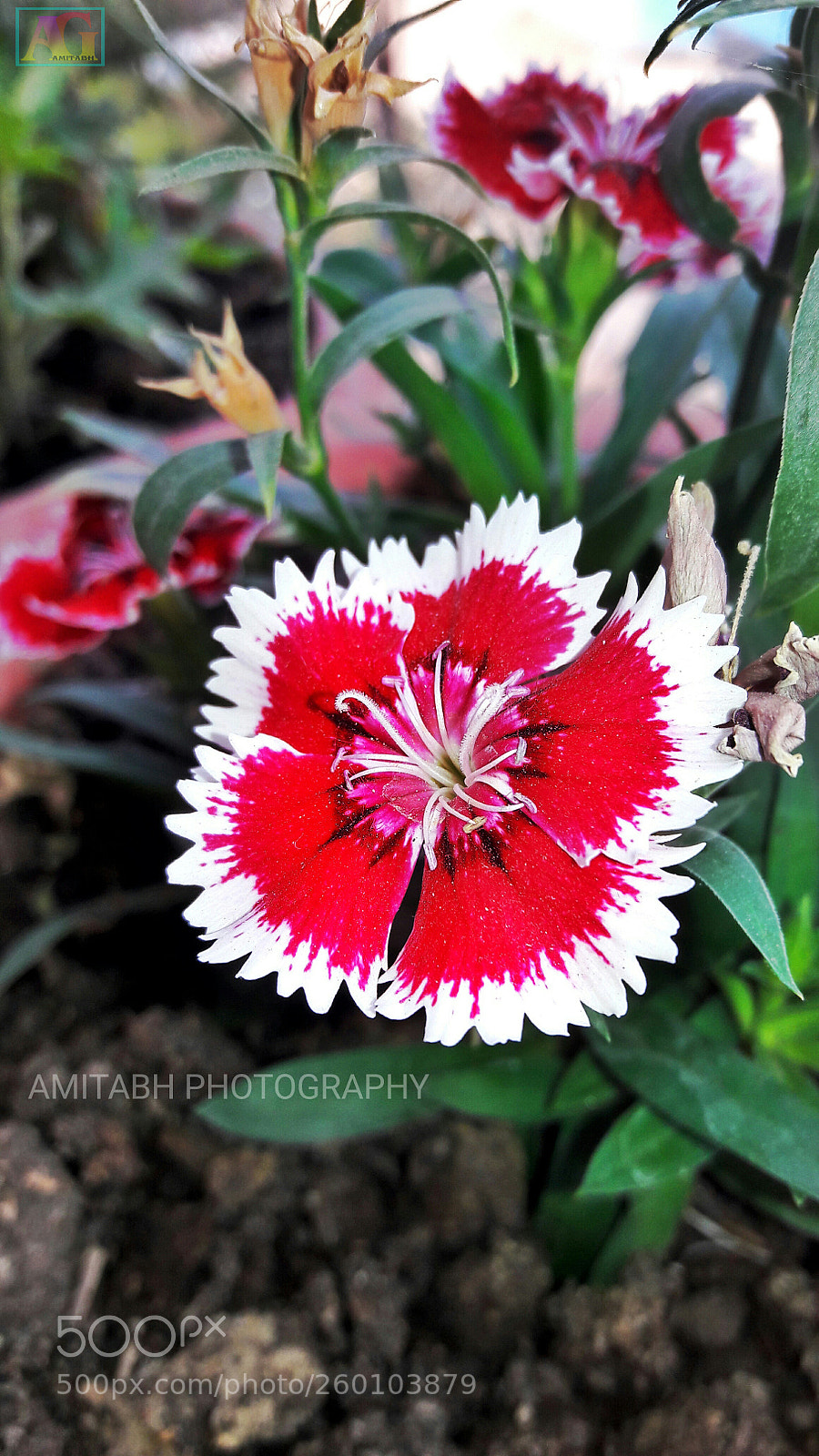 Samsung Galaxy J7 sample photo. Flower photography