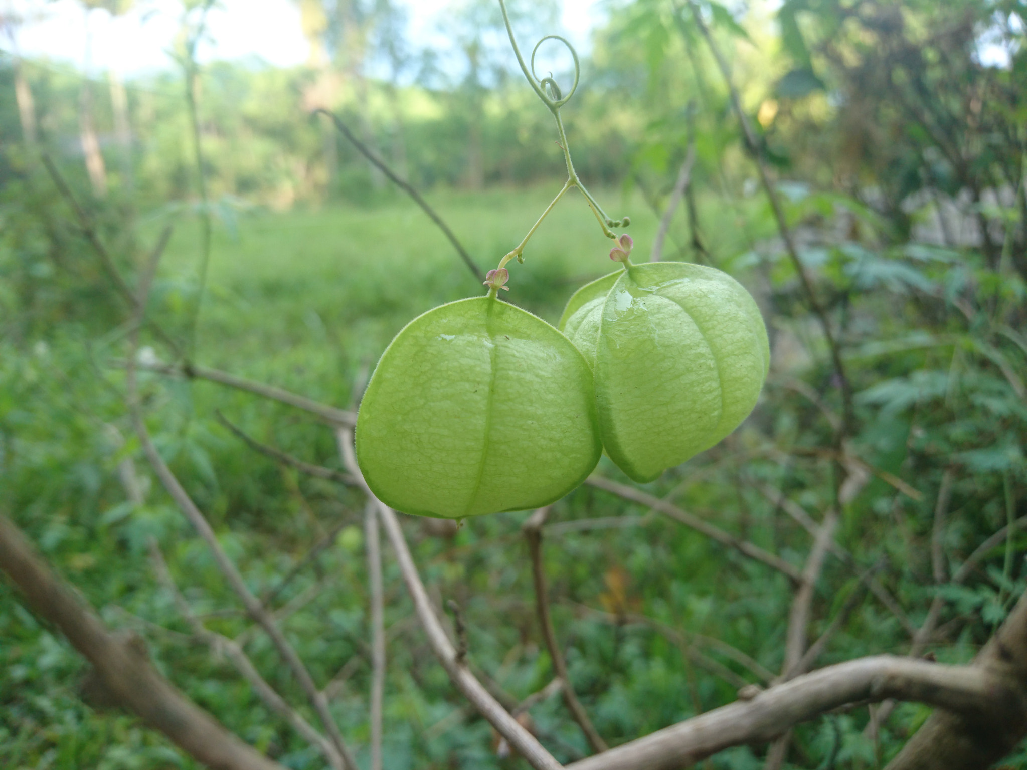 Sony Xperia Z5 sample photo