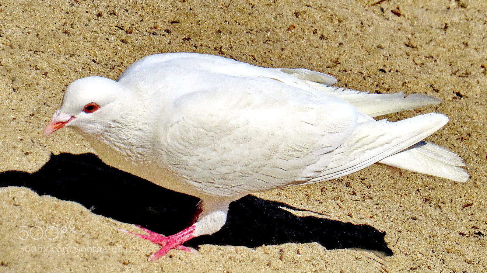 Canon PowerShot SX50 HS sample photo. A nice white pigeon photography