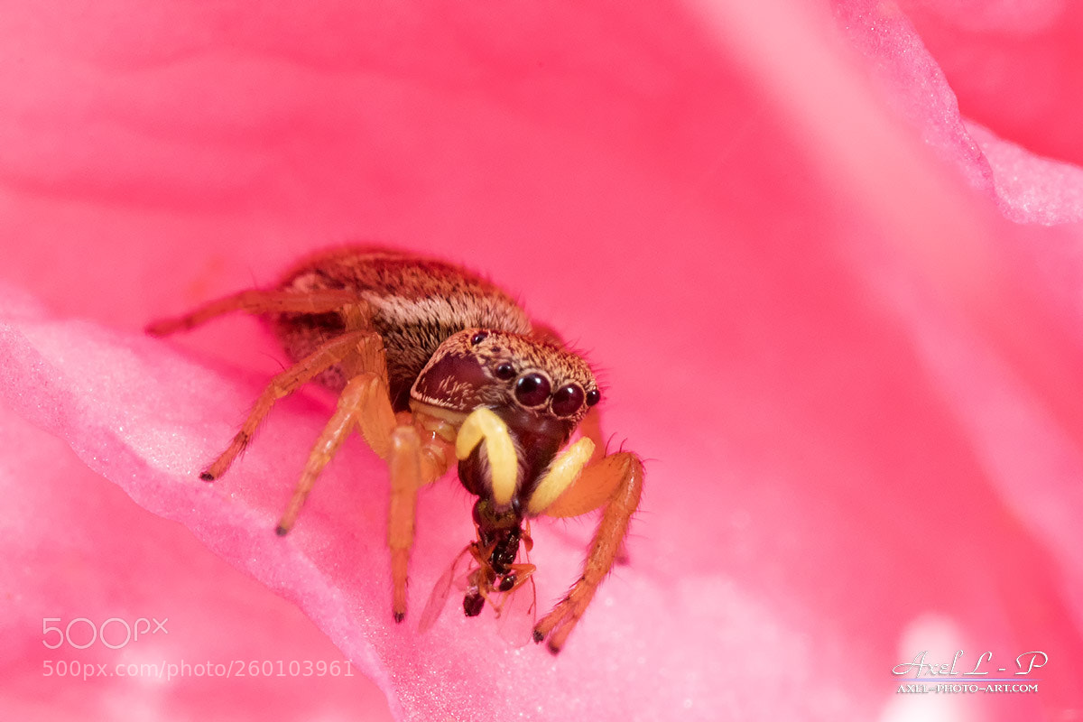 Canon EOS 7D Mark II sample photo. Salticidae araign e sauteuse photography