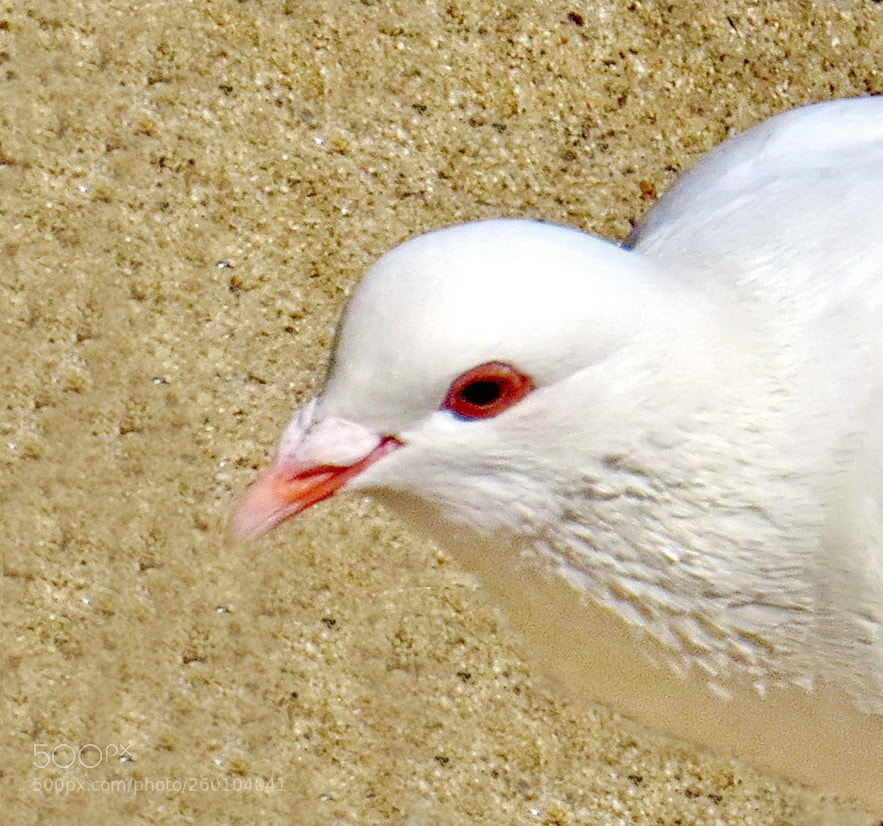 Canon PowerShot SX50 HS sample photo. A nice white pigeon photography