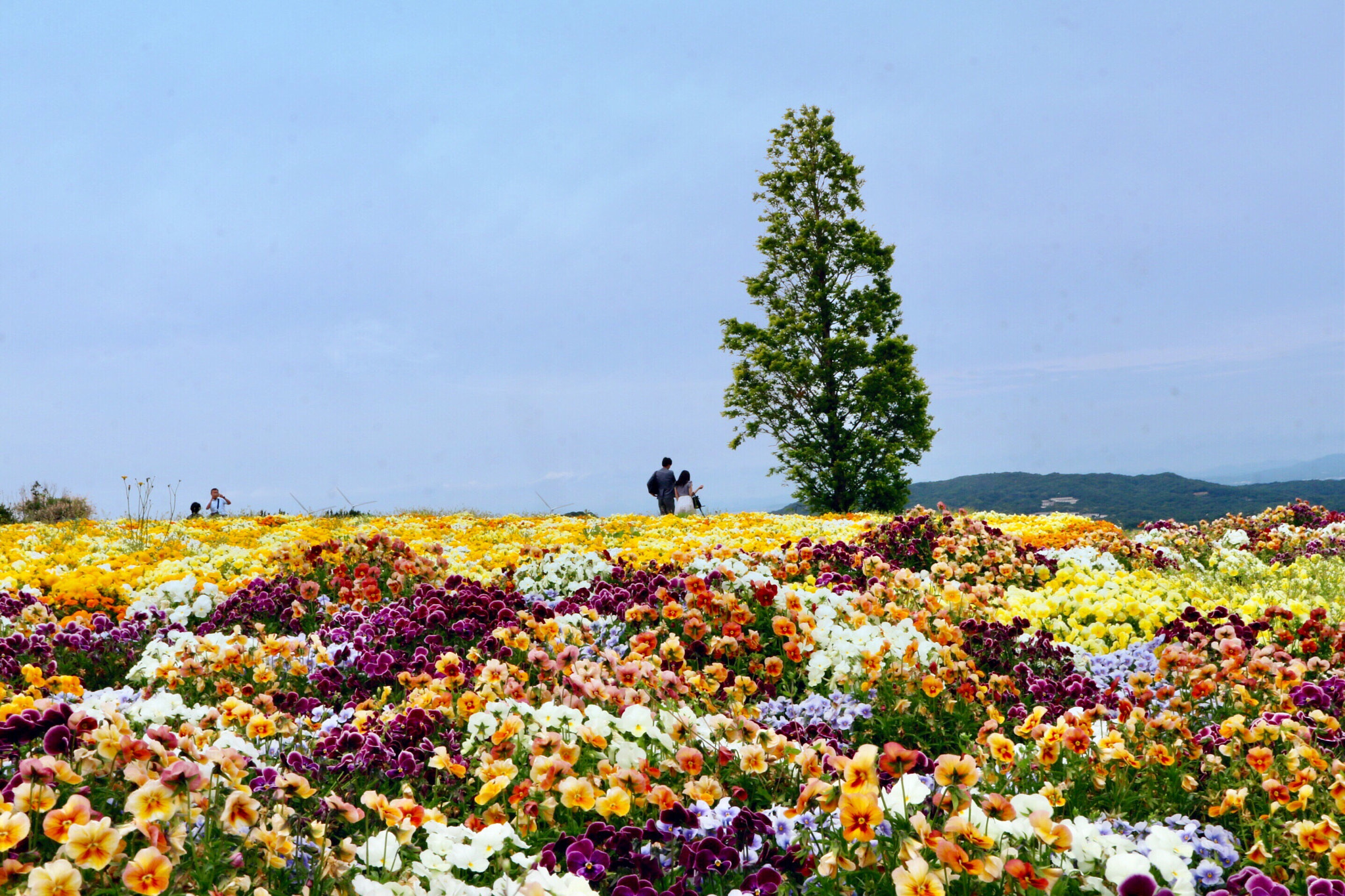 Canon EOS M10 sample photo. Flower garden. photography