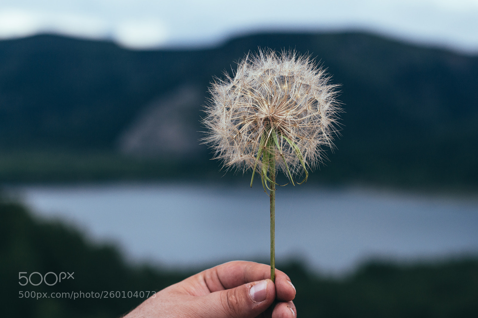 Canon EOS 700D (EOS Rebel T5i / EOS Kiss X7i) sample photo. Big dandelion photography
