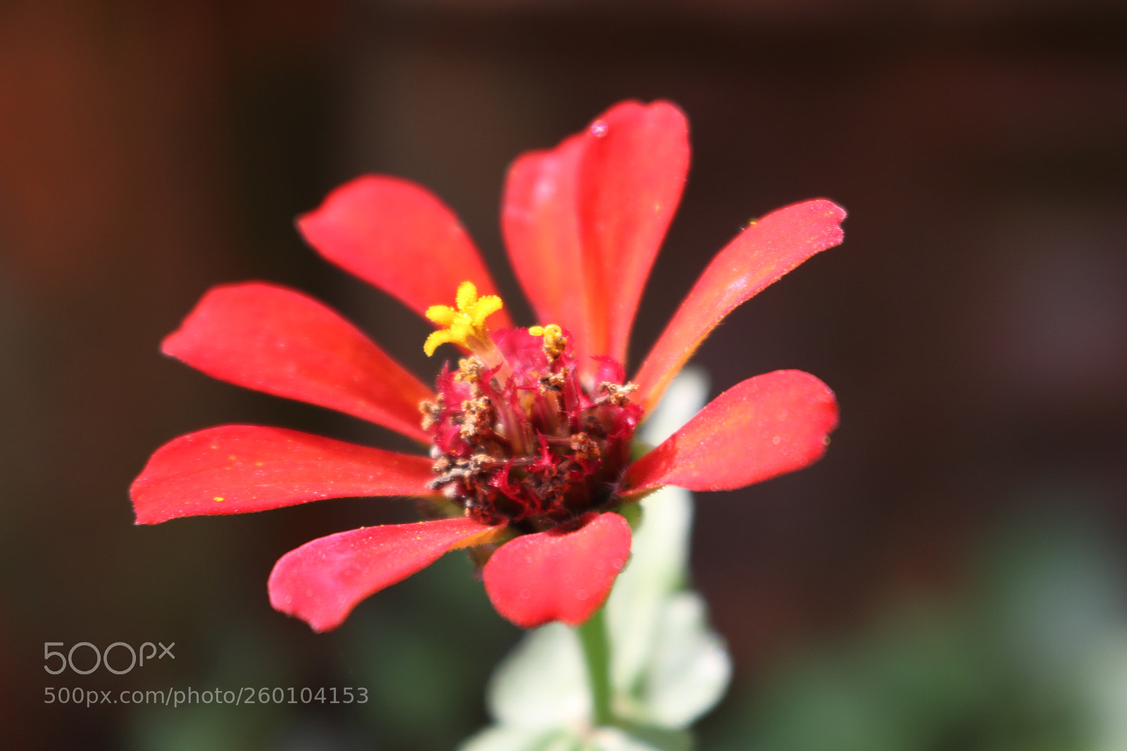 Canon EOS 750D (EOS Rebel T6i / EOS Kiss X8i) sample photo. Flower photography