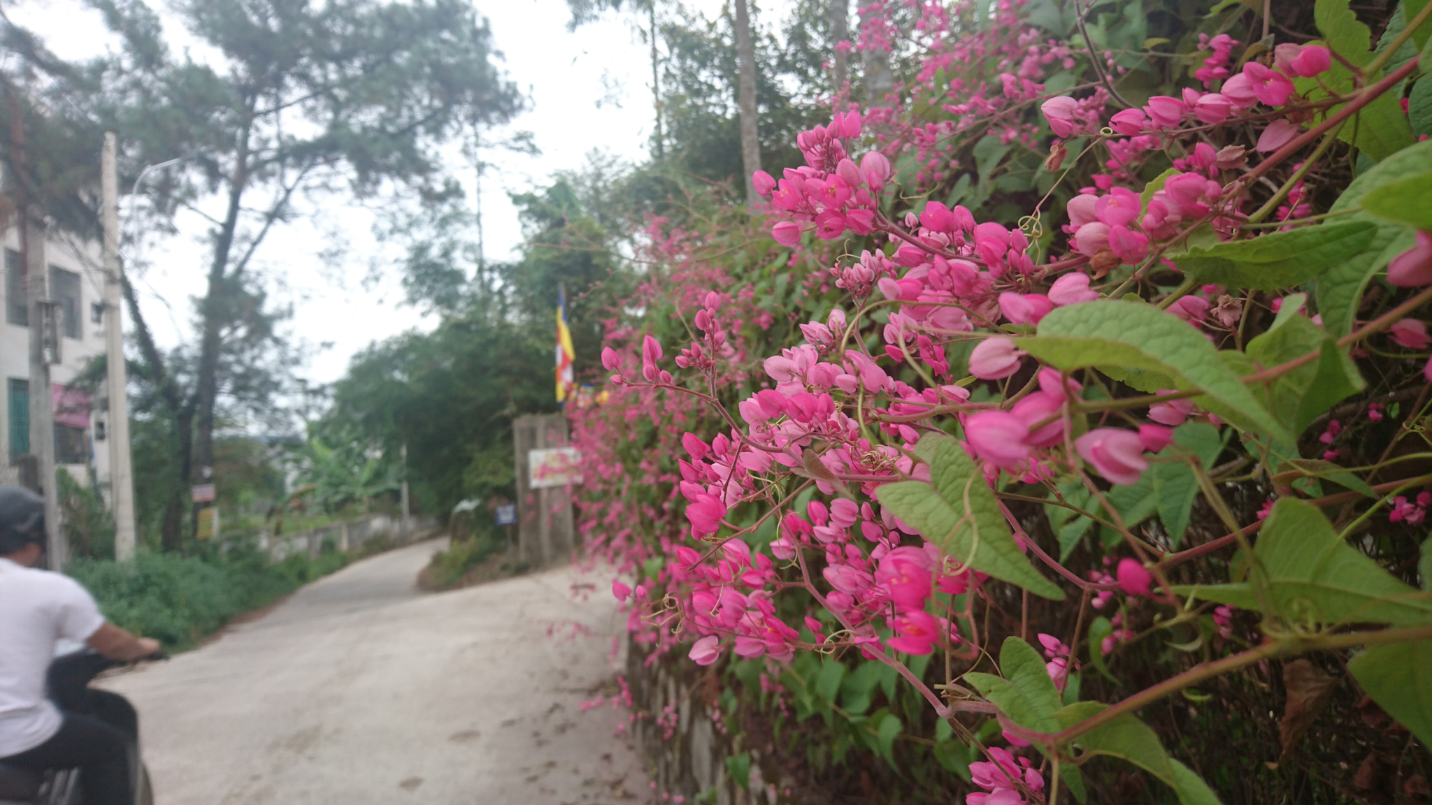 Sony Xperia Z5 sample photo
