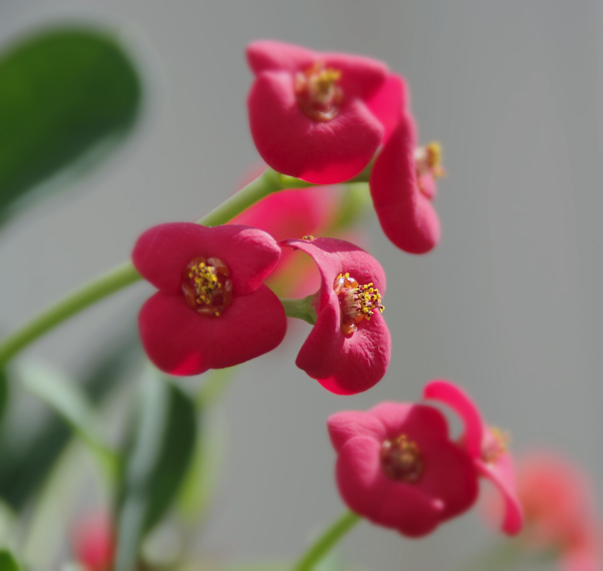 Pentax K-70 sample photo. Thorn crown 1 photography