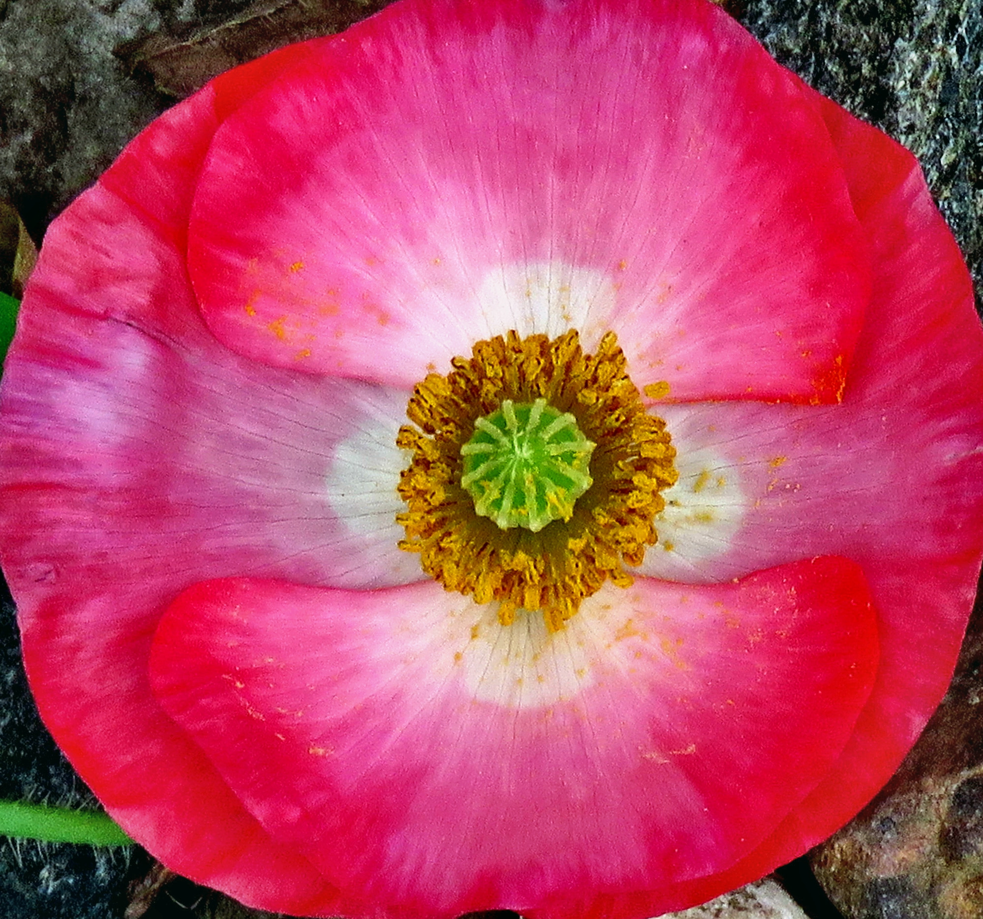 3.8 - 247.0 mm sample photo. A nice pink flower photography