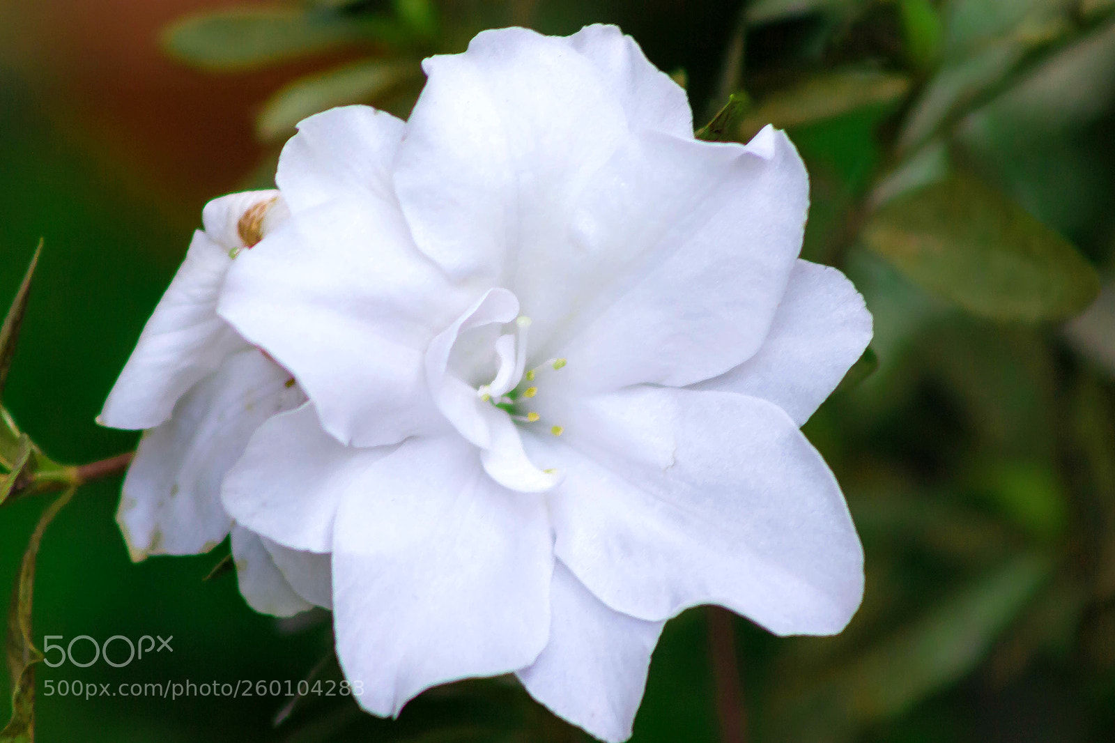 Canon EOS 550D (EOS Rebel T2i / EOS Kiss X4) sample photo. White flower photography