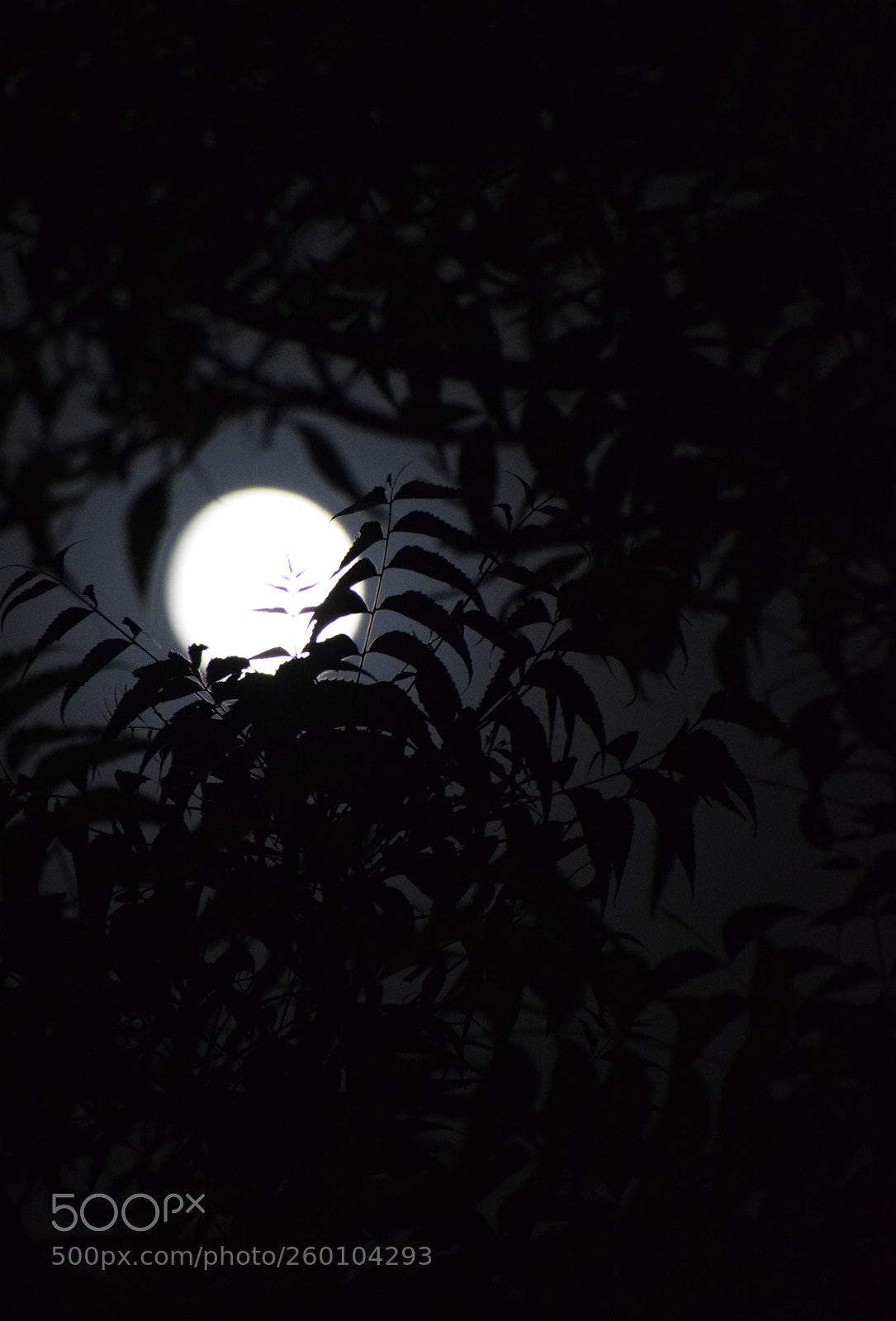 Nikon D5300 sample photo. Untitled photography
