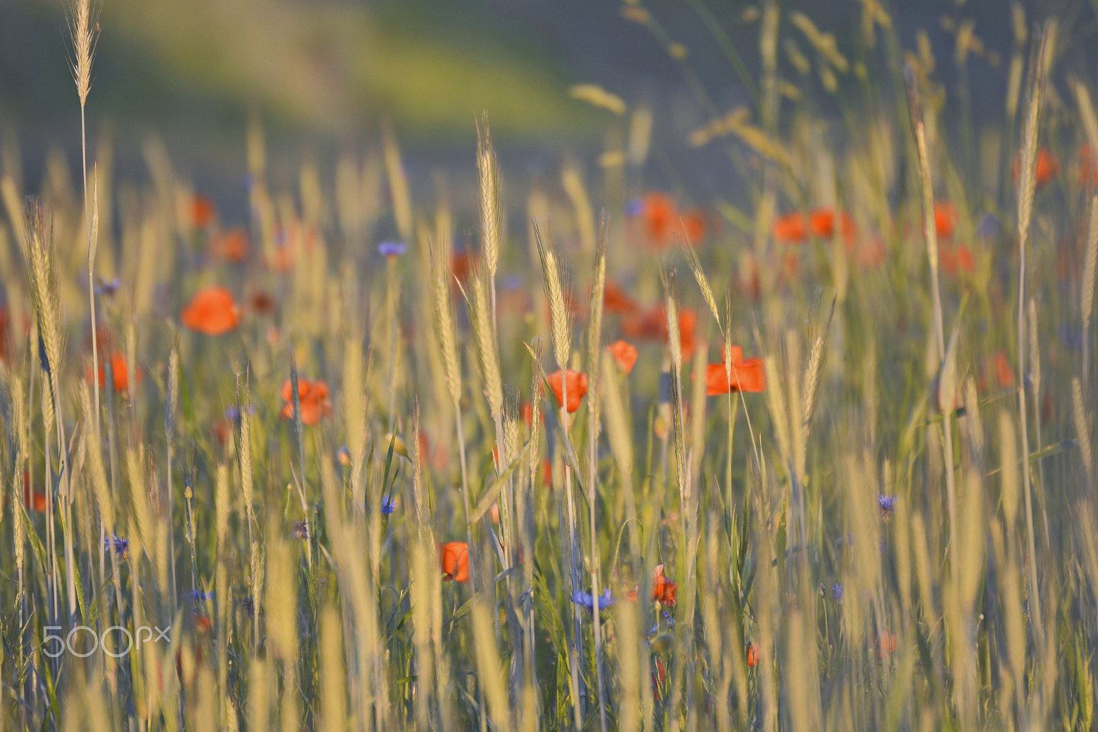 Nikon D5200 sample photo. I like grass. photography