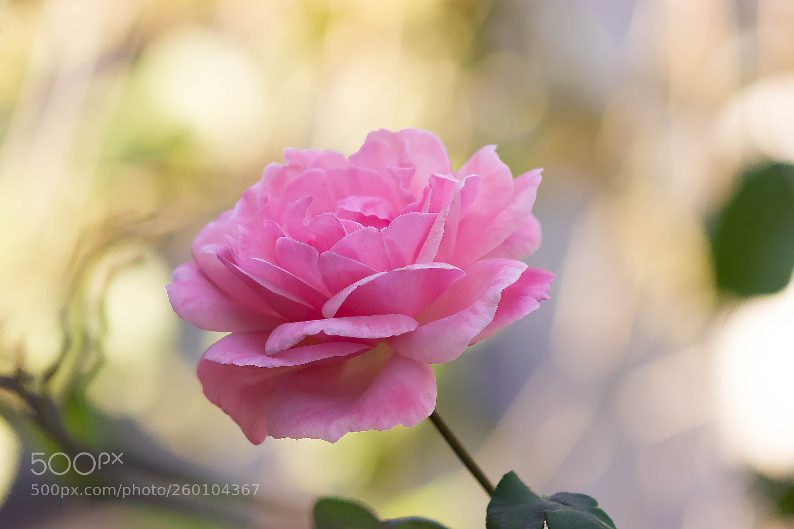 Canon EOS 550D (EOS Rebel T2i / EOS Kiss X4) sample photo. Simple rose photography