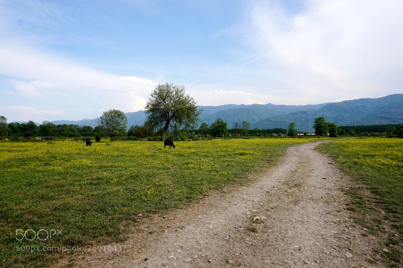 Sony Alpha a5000 (ILCE 5000) sample photo. Forest view photography