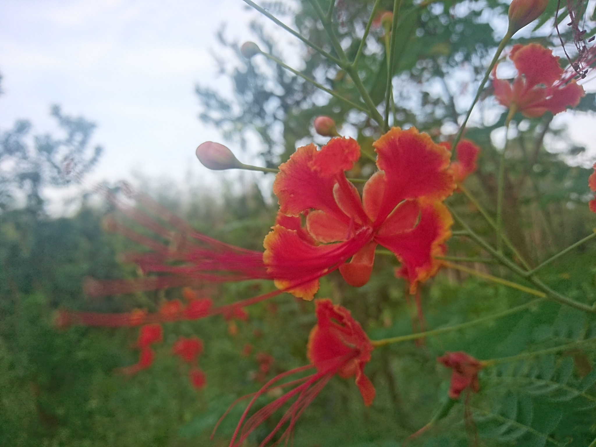 Sony Xperia Z5 sample photo