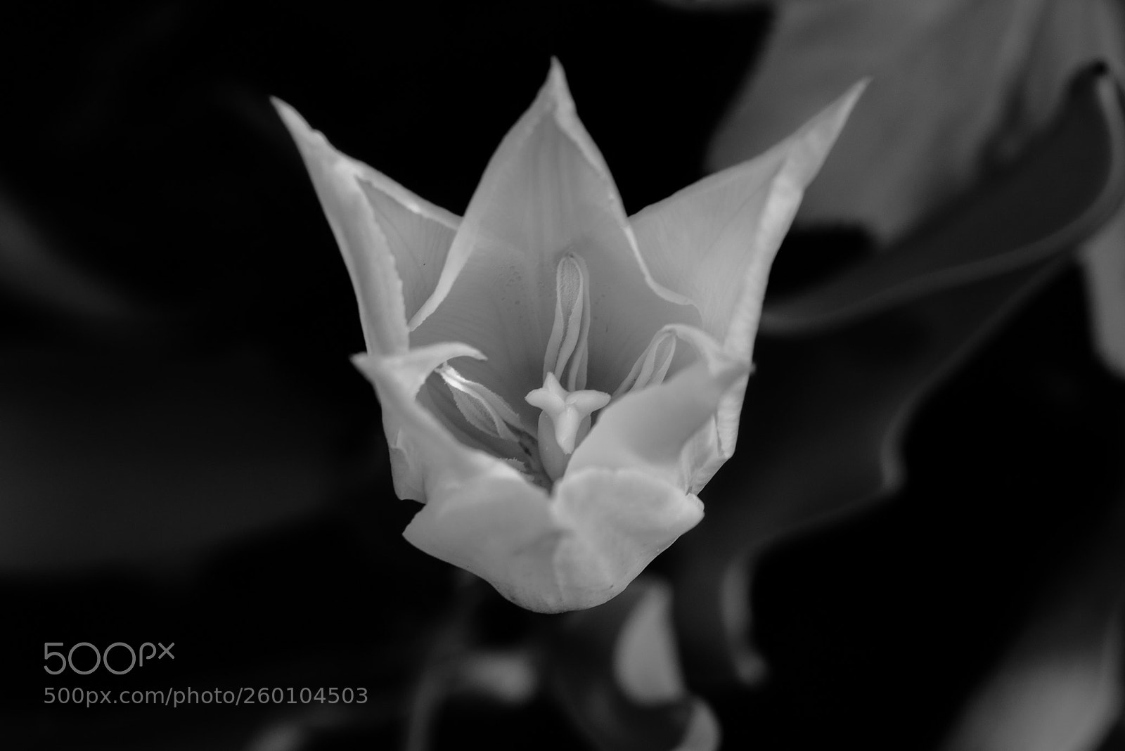 Nikon D610 sample photo. Infrared flower in the photography
