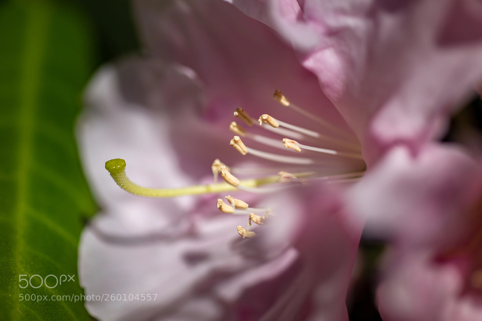 Canon EOS 6D sample photo. Green stamp photography