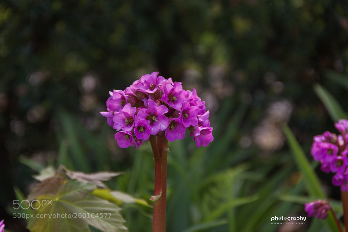 Canon EOS 500D (EOS Rebel T1i / EOS Kiss X3) sample photo. Flower photography