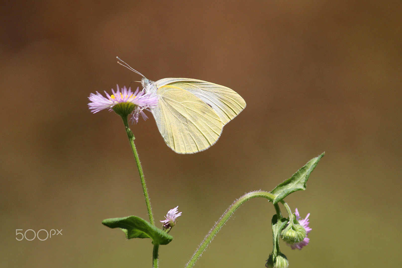 Canon EOS 100D (EOS Rebel SL1 / EOS Kiss X7) sample photo. Cabbage white butterfly photography