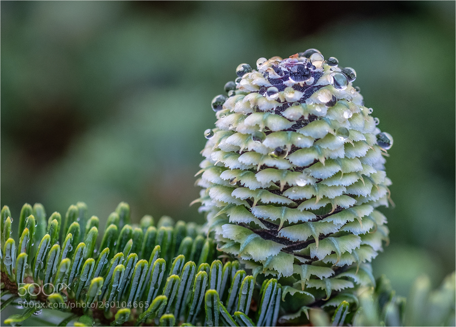 Fujifilm X-T2 sample photo. New growth pine cone photography