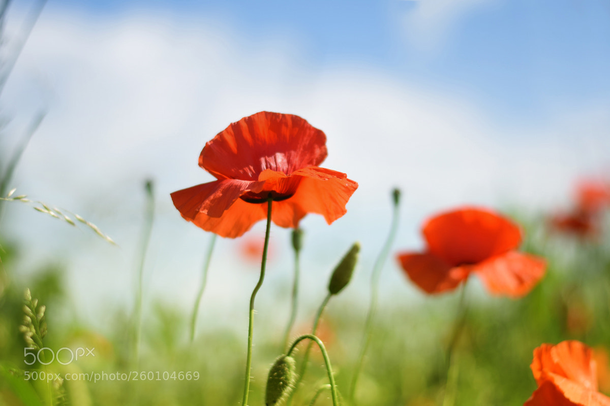 Nikon D5300 sample photo. Krepov r e ze photography