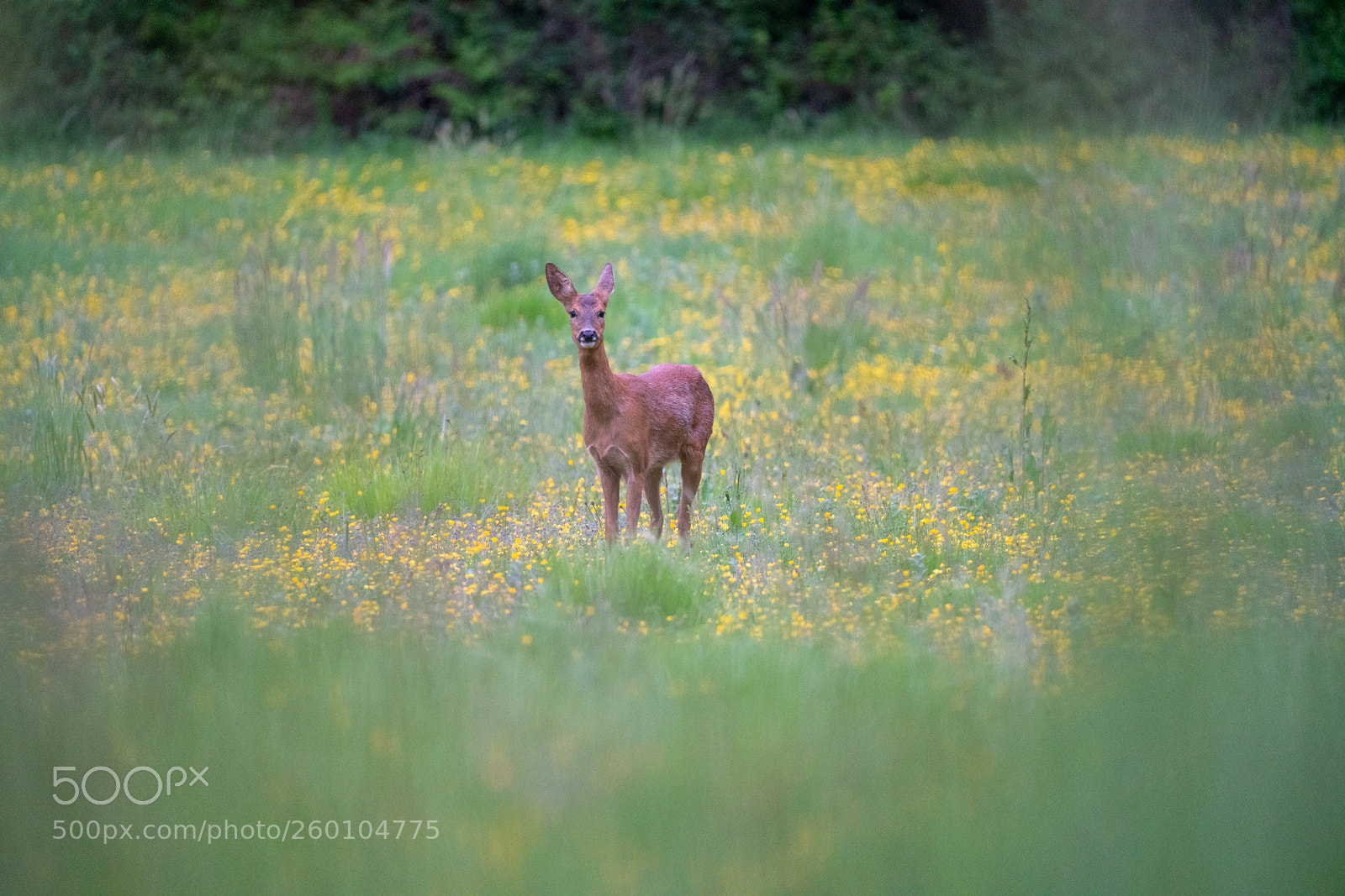 Sony a7R III sample photo. Roe in the flower photography