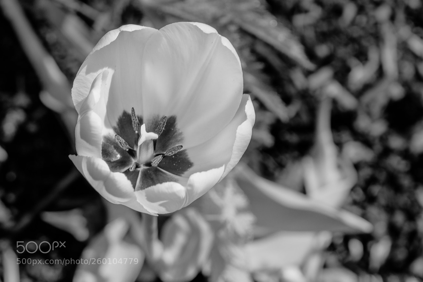 Nikon D610 sample photo. Infrared flower in the photography
