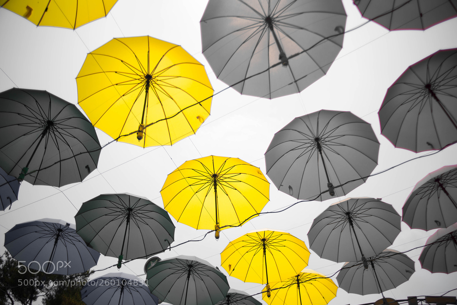 Nikon D800 sample photo. Yellow photography