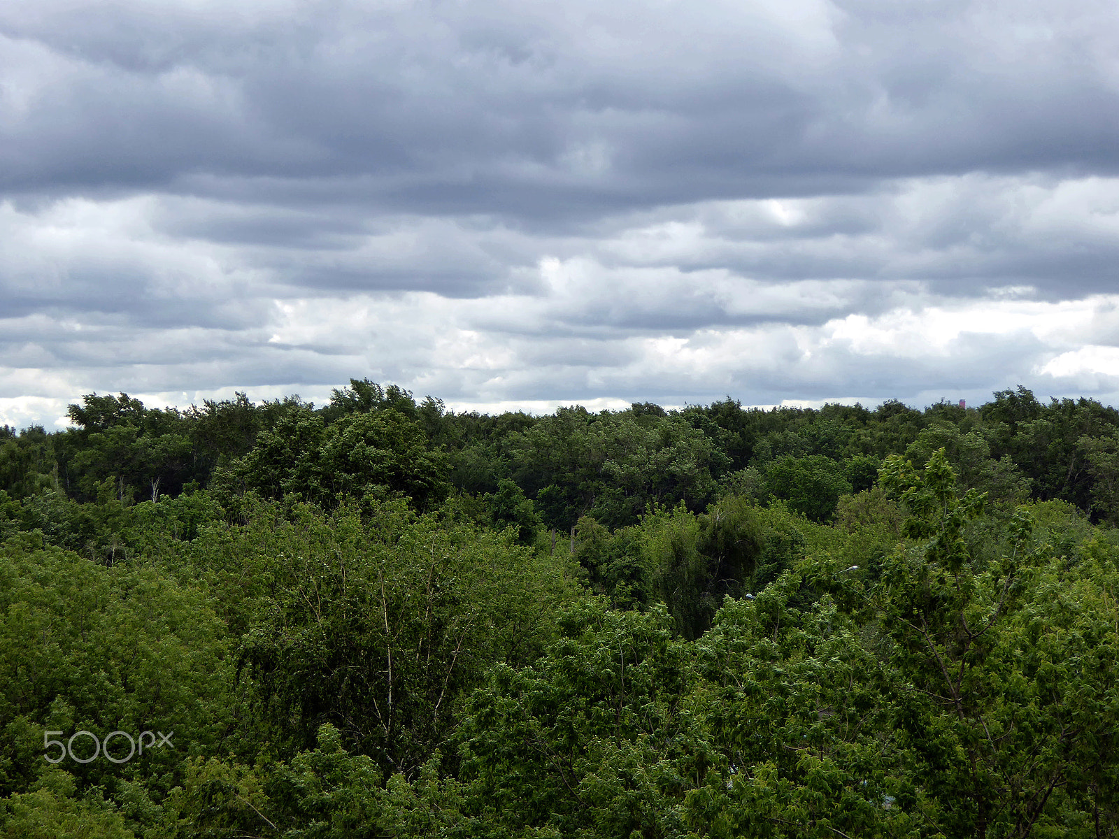 Panasonic Lumix DMC-ZS40 (Lumix DMC-TZ60) sample photo. The green sea. losiny ostrov national park. moscow photography