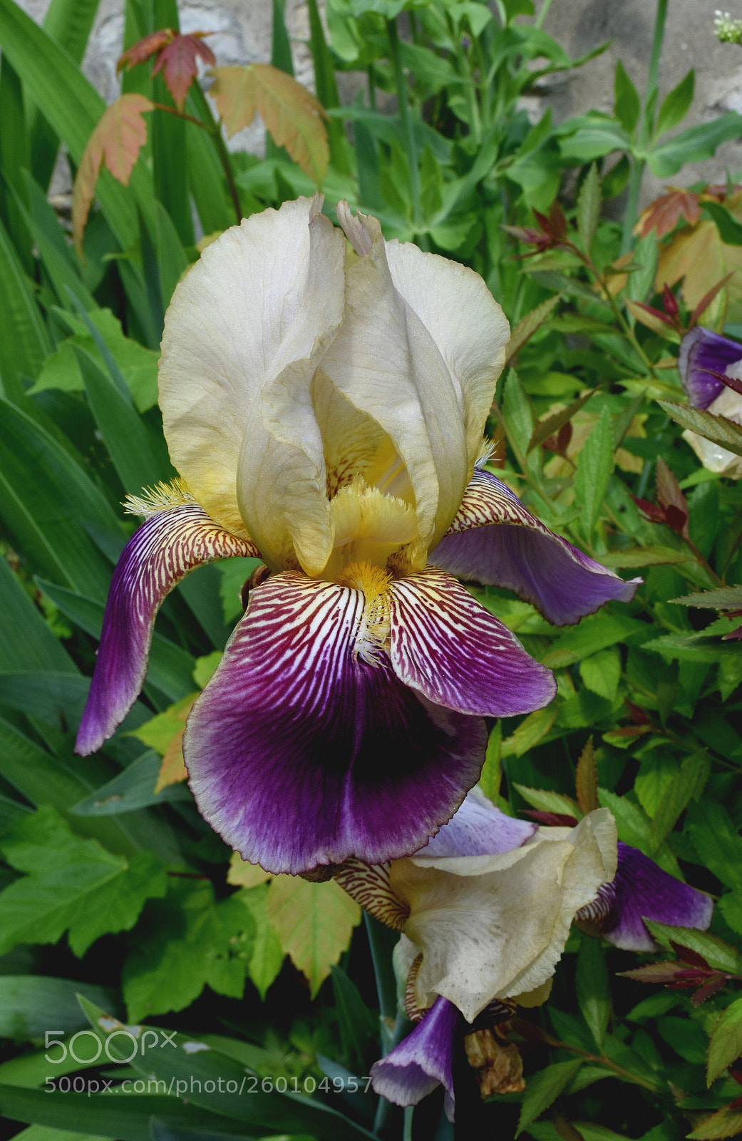 Nikon D7200 sample photo. Yevre le chatel flower photography