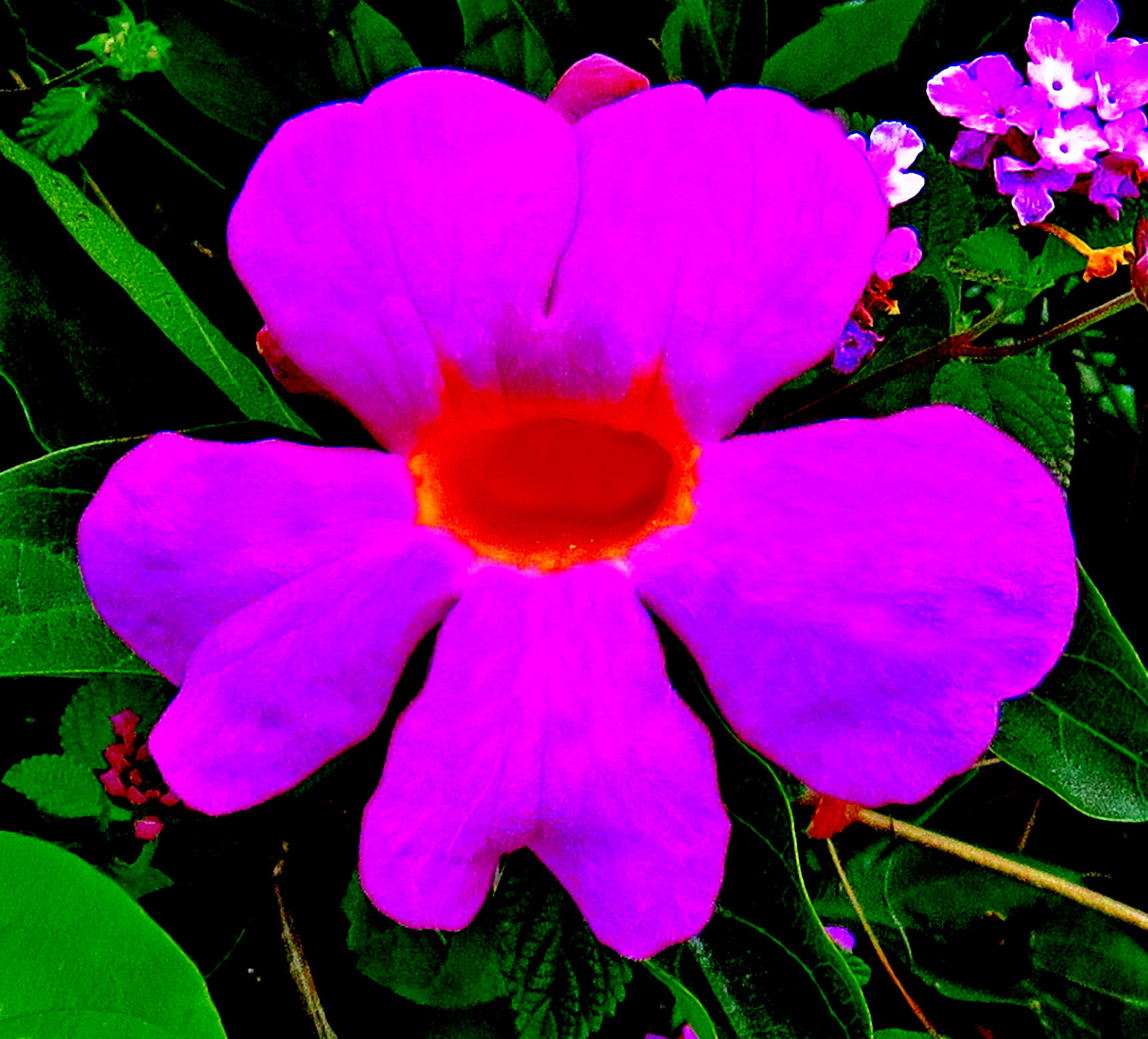 Canon PowerShot SX60 HS sample photo. A purple flower in the garden photography