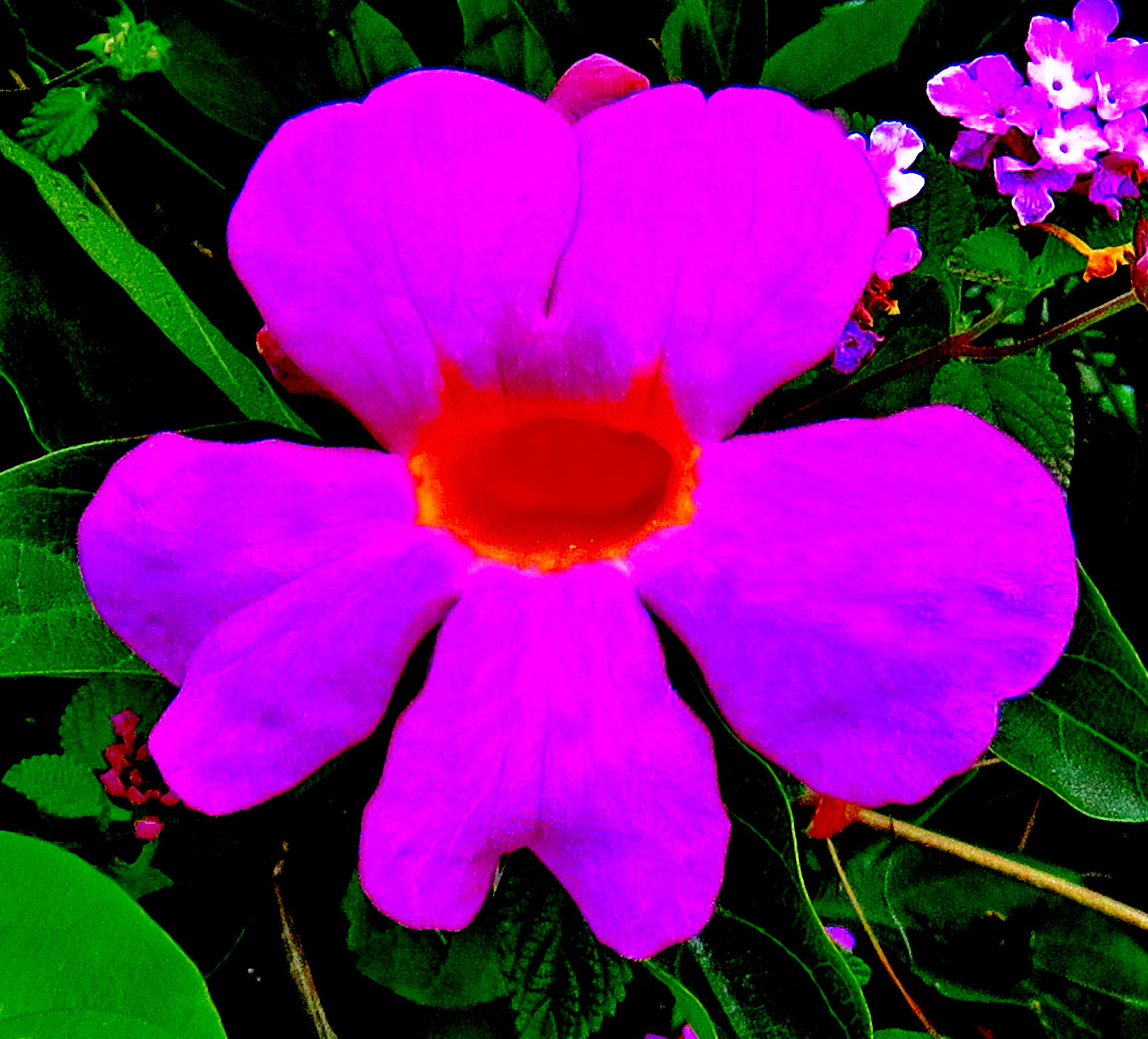 3.8 - 247.0 mm sample photo. A purple flower in the garden photography